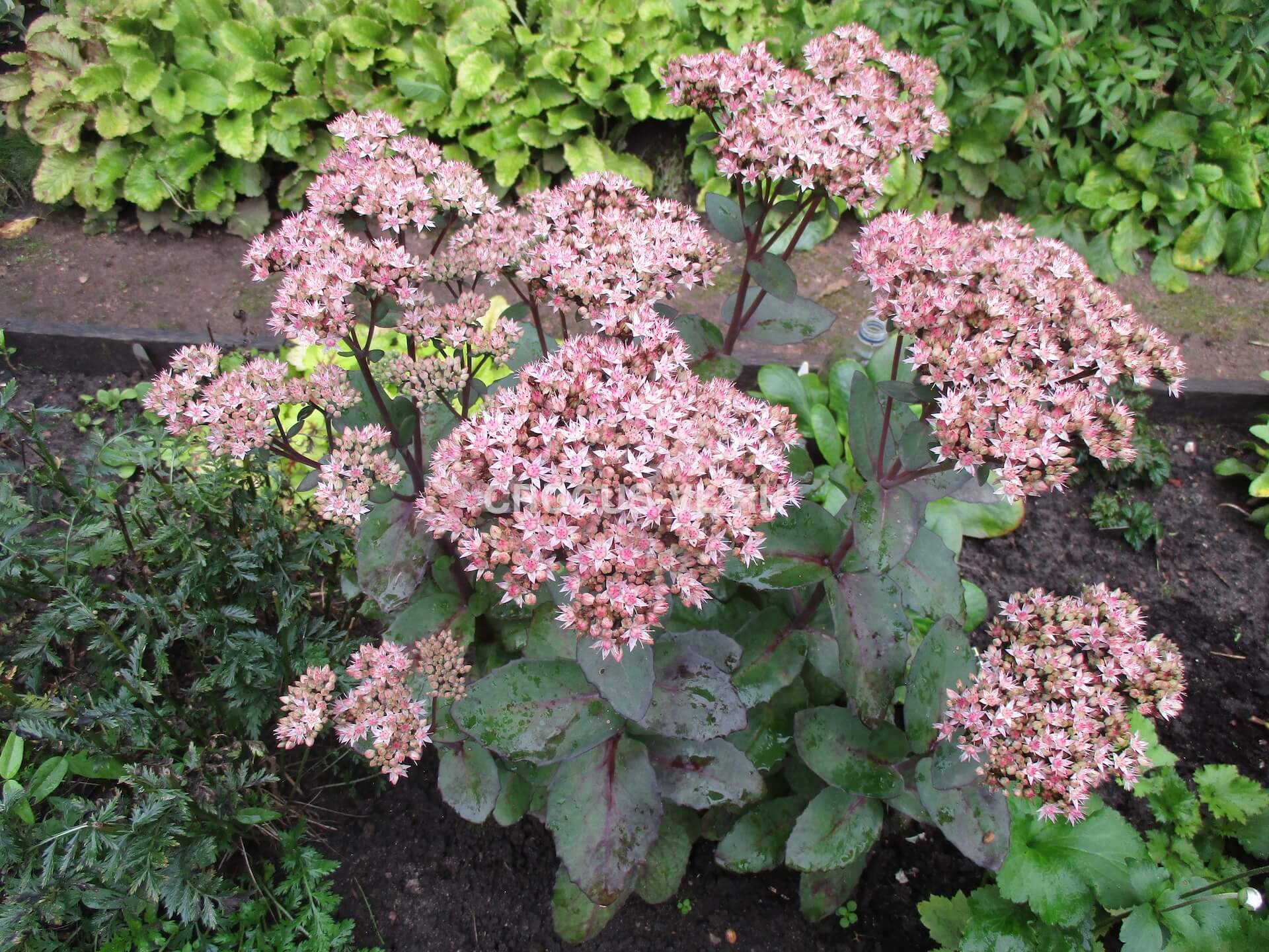 Седум «Matrona»